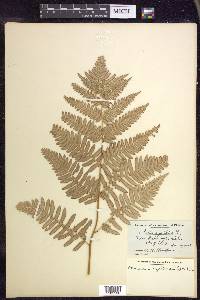 Pteridium aquilinum subsp. latiusculum image