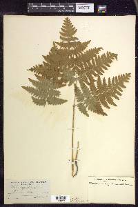 Pteridium aquilinum subsp. latiusculum image