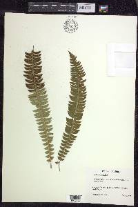 Polystichum lonchitis image