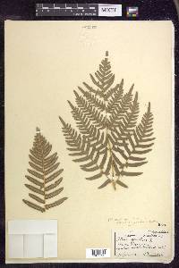 Pteridium aquilinum subsp. latiusculum image