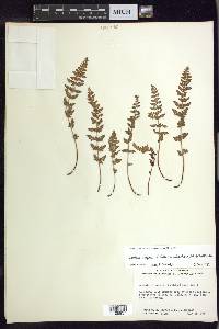 Woodsia oregana subsp. cathcartiana image