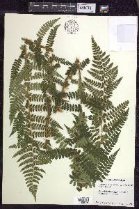 Polystichum braunii image