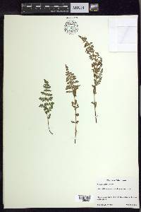 Woodsia oregana subsp. cathcartiana image