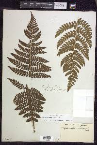 Polystichum braunii image