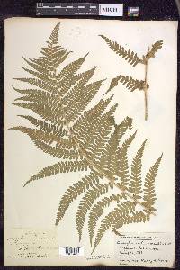 Dryopteris filix-mas image