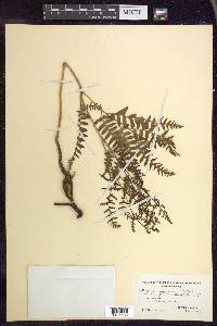 Pteridium aquilinum subsp. latiusculum image