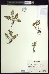 Woodsia ilvensis image