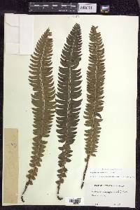 Polystichum lonchitis image