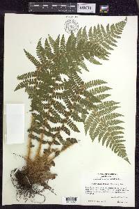 Polystichum braunii image