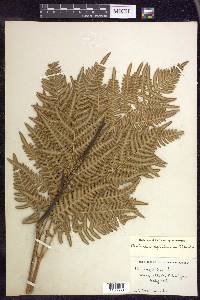 Pteridium aquilinum subsp. latiusculum image