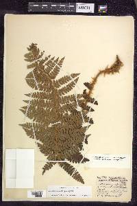 Polystichum braunii image