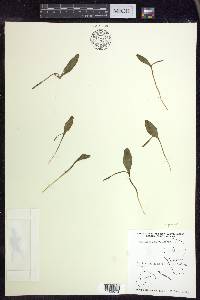 Ophioglossum pusillum image