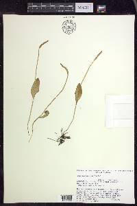 Ophioglossum pusillum image