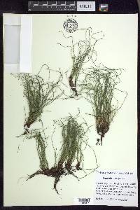 Equisetum scirpoides image