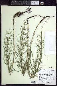 Equisetum palustre image