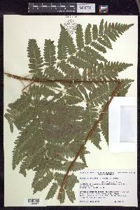 Pteridium aquilinum subsp. latiusculum image