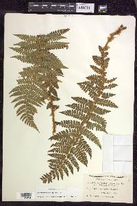 Polystichum braunii image