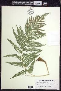 Dryopteris filix-mas image