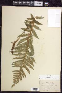 Polystichum braunii image