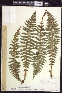 Polystichum braunii image