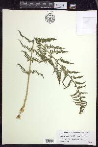 Dryopteris filix-mas image