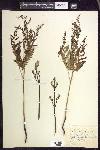 Pteridium aquilinum subsp. latiusculum image