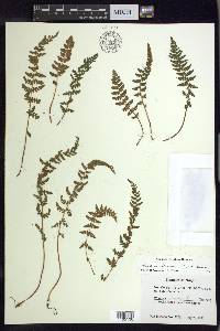 Woodsia ilvensis image