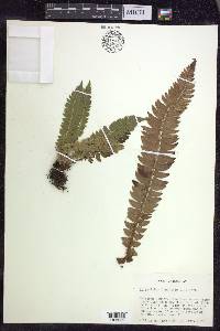 Polystichum lonchitis image