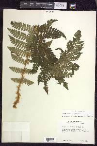 Polystichum braunii image