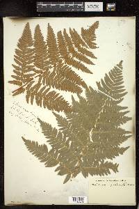 Pteridium aquilinum subsp. latiusculum image