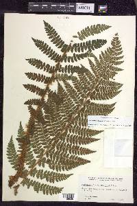 Polystichum braunii image