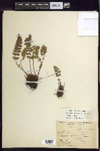 Woodsia ilvensis image