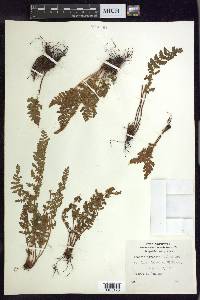 Woodsia ilvensis image