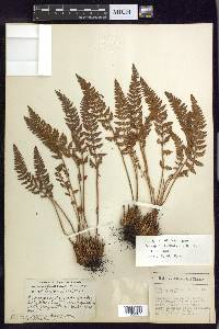 Woodsia ilvensis image