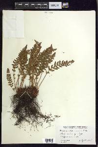 Woodsia ilvensis image