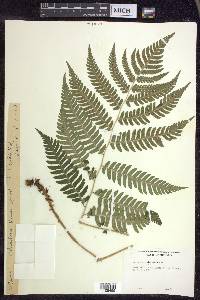 Dryopteris goldieana image