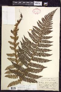 Polystichum braunii image