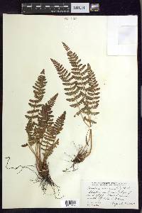 Woodsia ilvensis image