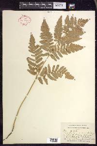 Pteridium aquilinum subsp. latiusculum image