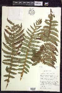 Polystichum braunii image