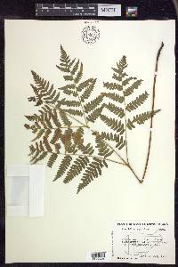 Pteridium aquilinum subsp. latiusculum image