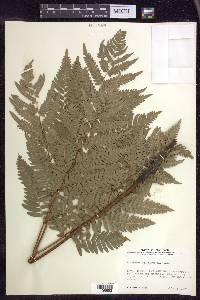 Pteridium aquilinum subsp. latiusculum image