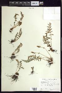 Woodsia ilvensis image