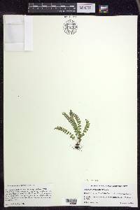 Asplenium viride image