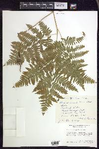 Pteridium aquilinum subsp. latiusculum image