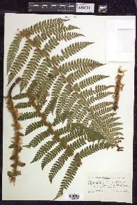 Polystichum braunii image