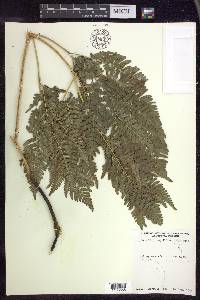 Pteridium aquilinum subsp. latiusculum image