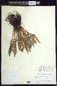 Woodsia ilvensis image