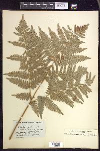 Pteridium aquilinum subsp. latiusculum image