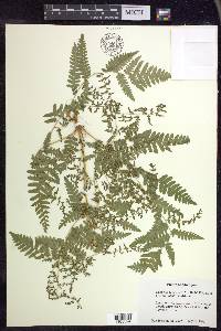 Pteridium aquilinum subsp. latiusculum image